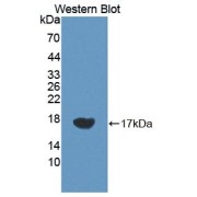 Western blot analysis of the recombinant protein.