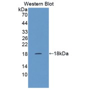 Western blot analysis of the recombinant protein.