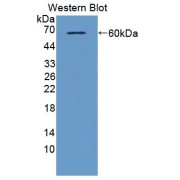 Western blot analysis of the recombinant protein.