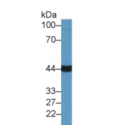 Western blot analysis of Cow Liver lysate, using Cow AST Antibody (2 µg/ml) and HRP-conjugated Goat Anti-Rabbit antibody (<a href="https://www.abbexa.com/index.php?route=product/search&amp;search=abx400043" target="_blank">abx400043</a>, 0.2 µg/ml).