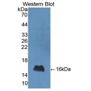 Western blot analysis of recombinant Cow aLA.