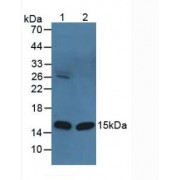 Western blot analysis of (1) Bovine Heart Tissue and (2) Mouse Heart Tissue.