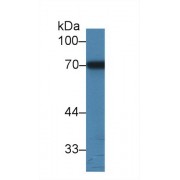 Western blot analysis of Human HepG2 cell lysate, using Cow a1BG Antibody (3 µg/ml) and HRP-conjugated Goat Anti-Rabbit antibody (<a href="https://www.abbexa.com/index.php?route=product/search&amp;search=abx400043" target="_blank">abx400043</a>, 0.2 µg/ml).