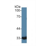 Western blot analysis of Cow Liver lysate, using Cow ANXA4 Antibody (2 µg/ml) and HRP-conjugated Goat Anti-Rabbit antibody (<a href="https://www.abbexa.com/index.php?route=product/search&amp;search=abx400043" target="_blank">abx400043</a>, 0.2 µg/ml).