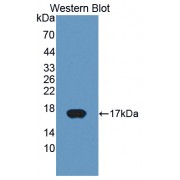 Western blot analysis of recombinant Cow CYP11A1.