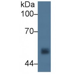Cytochrome P450 11A1 (CYP11A1) Antibody