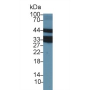 Western blot analysis of Cow Thymus lysate, using Cow LOX1 Antibody (2 µg/ml) and HRP-conjugated Goat Anti-Rabbit antibody (<a href="https://www.abbexa.com/index.php?route=product/search&amp;search=abx400043" target="_blank">abx400043</a>, 0.2 µg/ml).