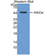 Western blot analysis of the recombinant protein.