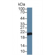 Western blot analysis of Dog Serum, using Dog APOM Antibody (2 µg/ml) and HRP-conjugated Goat Anti-Rabbit antibody (<a href="https://www.abbexa.com/index.php?route=product/search&amp;search=abx400043" target="_blank">abx400043</a>, 0.2 µg/ml).