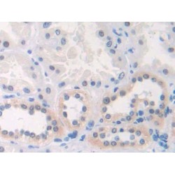 C-X3-C Motif Chemokine Ligand 1 (CX3CL1) Antibody