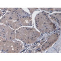 C-X-C Motif Chemokine 14 / BRAK (CXCL14) Antibody