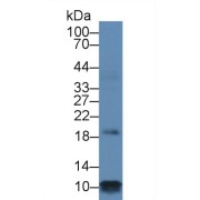 Western blot analysis of Rat Heart lysate, using Human PLN Antibody (1 µg/ml) and HRP-conjugated Goat Anti-Rabbit antibody (<a href="https://www.abbexa.com/index.php?route=product/search&amp;search=abx400043" target="_blank">abx400043</a>, 0.2 µg/ml).