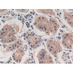 Cardiac Phospholamban (PLN) Antibody