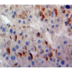 Cardiac Phospholamban (PLN) Antibody