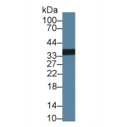 Western blot analysis of Human Lung lysate, using Human PLSCR1 Antibody (1 µg/ml) and HRP-conjugated Goat Anti-Rabbit antibody (<a href="https://www.abbexa.com/index.php?route=product/search&amp;search=abx400043" target="_blank">abx400043</a>, 0.2 µg/ml).