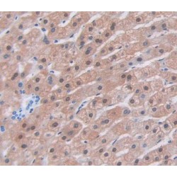 Phospholipid Scramblase 1 (PLSCR1) Antibody