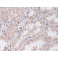 Persephin (PSPN) Antibody