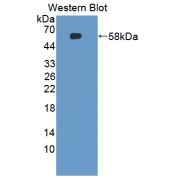 Western blot analysis of the recombinant protein.