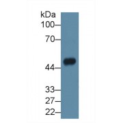 Western blot analysis of Mouse Heart lysate, using Human ASAH1 Antibody (2 µg/ml) and HRP-conjugated Goat Anti-Rabbit antibody (<a href="https://www.abbexa.com/index.php?route=product/search&amp;search=abx400043" target="_blank">abx400043</a>, 0.2 µg/ml).