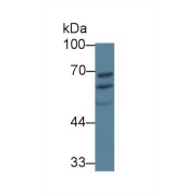 Western blot analysis of Pig Liver lysate, using Human PDIA5 Antibody (1 µg/ml) and HRP-conjugated Goat Anti-Rabbit antibody (<a href="https://www.abbexa.com/index.php?route=product/search&amp;search=abx400043" target="_blank">abx400043</a>, 0.2 µg/ml).