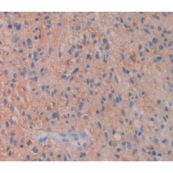 Protocadherin Gamma A2 (PCDHgA2) Antibody