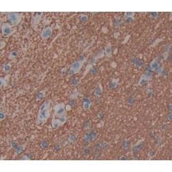 Protocadherin Beta 16 (PCDHb16) Antibody