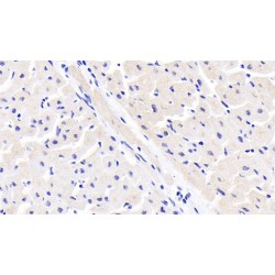 5-Methyltetrahydrofolate Homocysteine Methyltransferase (MTR) Antibody