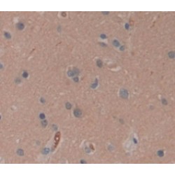 Secretogranin-2 (SCG2) Antibody