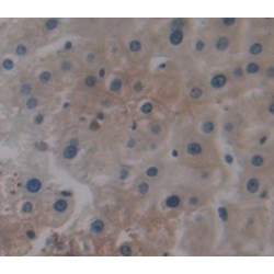 Secreted Phosphoprotein 24 (SPP2) Antibody