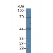 Western blot analysis of Pig Heart lysate, using Human BDH1 Antibody (2 µg/ml) and HRP-conjugated Goat Anti-Rabbit antibody (<a href="https://www.abbexa.com/index.php?route=product/search&amp;search=abx400043" target="_blank">abx400043</a>, 0.2 µg/ml).