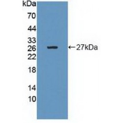 Growth Factor Receptor Bound Protein 10 (Grb10) Antibody