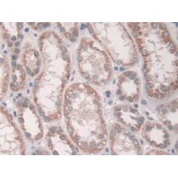 Growth Factor Receptor Bound Protein 10 (Grb10) Antibody