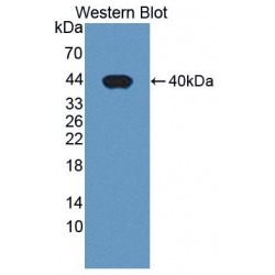 Phosphodiesterase 1A, Calmodulin Dependent (PDE1A) Antibody
