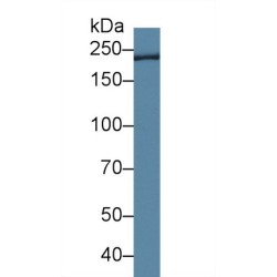 Trichohyalin (TCHH) Antibody