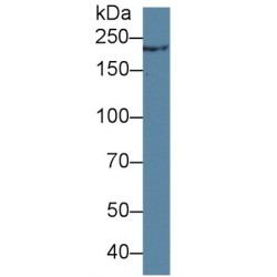 Trichohyalin (TCHH) Antibody