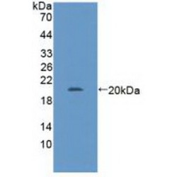 GA Binding Protein Transcription Factor Alpha (GABPa) Antibody