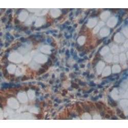 GA Binding Protein Transcription Factor Alpha (GABPa) Antibody