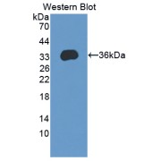 Western blot analysis of the recombinant protein.