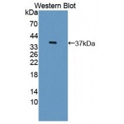 Western blot analysis of recombinant Human MOSC1 Protein.