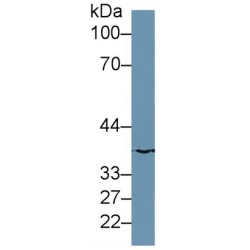 MOCO Sulphurase C-Terminal Domain Containing Protein 1 (MOSC1) Antibody