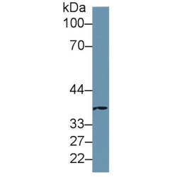 MOCO Sulphurase C-Terminal Domain Containing Protein 1 (MOSC1) Antibody