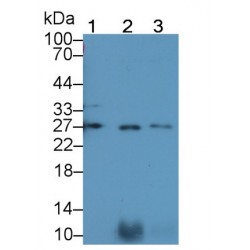 Surfactant Protein A1 (SFTPA1) Antibody