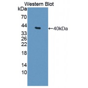 Western blot analysis of recombinant Human BIRC6.