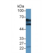 Western blot analysis of Cow Kidney lysate, using Human DDC Antibody (2 µg/ml) and HRP-conjugated Goat Anti-Rabbit antibody (<a href="https://www.abbexa.com/index.php?route=product/search&amp;search=abx400043" target="_blank">abx400043</a>, 0.2 µg/ml).