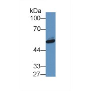 Western blot analysis of Pig Liver lysate, using Human NAMPT Antibody (1 µg/ml) and HRP-conjugated Goat Anti-Rabbit antibody (<a href="https://www.abbexa.com/index.php?route=product/search&amp;search=abx400043" target="_blank">abx400043</a>, 0.2 µg/ml).