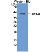 Western blot analysis of the recombinant protein.