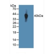 Western blot analysis of Human MCF7 Cells.