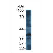 Western blot analysis of Mouse Cerebrum lysate, using Human TPO Antibody (2 µg/ml) and HRP-conjugated Goat Anti-Rabbit antibody (<a href="https://www.abbexa.com/index.php?route=product/search&amp;search=abx400043" target="_blank">abx400043</a>, 0.2 µg/ml).