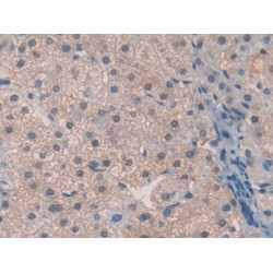 Thrombopoietin (THPO) Antibody