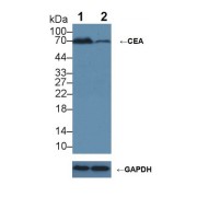 Western blot analysis of (1) Wild-type HeLa cell lysate, and (2) CEA knockout HeLa cell lysate, using Rabbit Anti-Human CEA Ab (5 µg/ml) and HRP-conjugated Goat Anti-Mouse antibody (<a href="https://www.abbexa.com/index.php?route=product/search&amp;search=abx400001" target="_blank">abx400001</a>, 0.2 µg/ml).